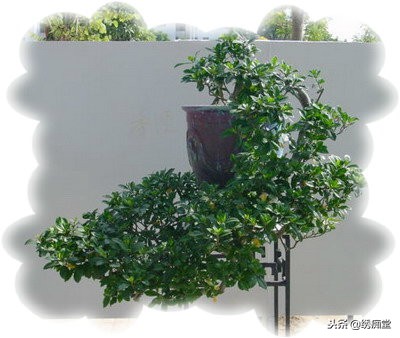 丛林式盆景欣赏,盆景欣赏及制作