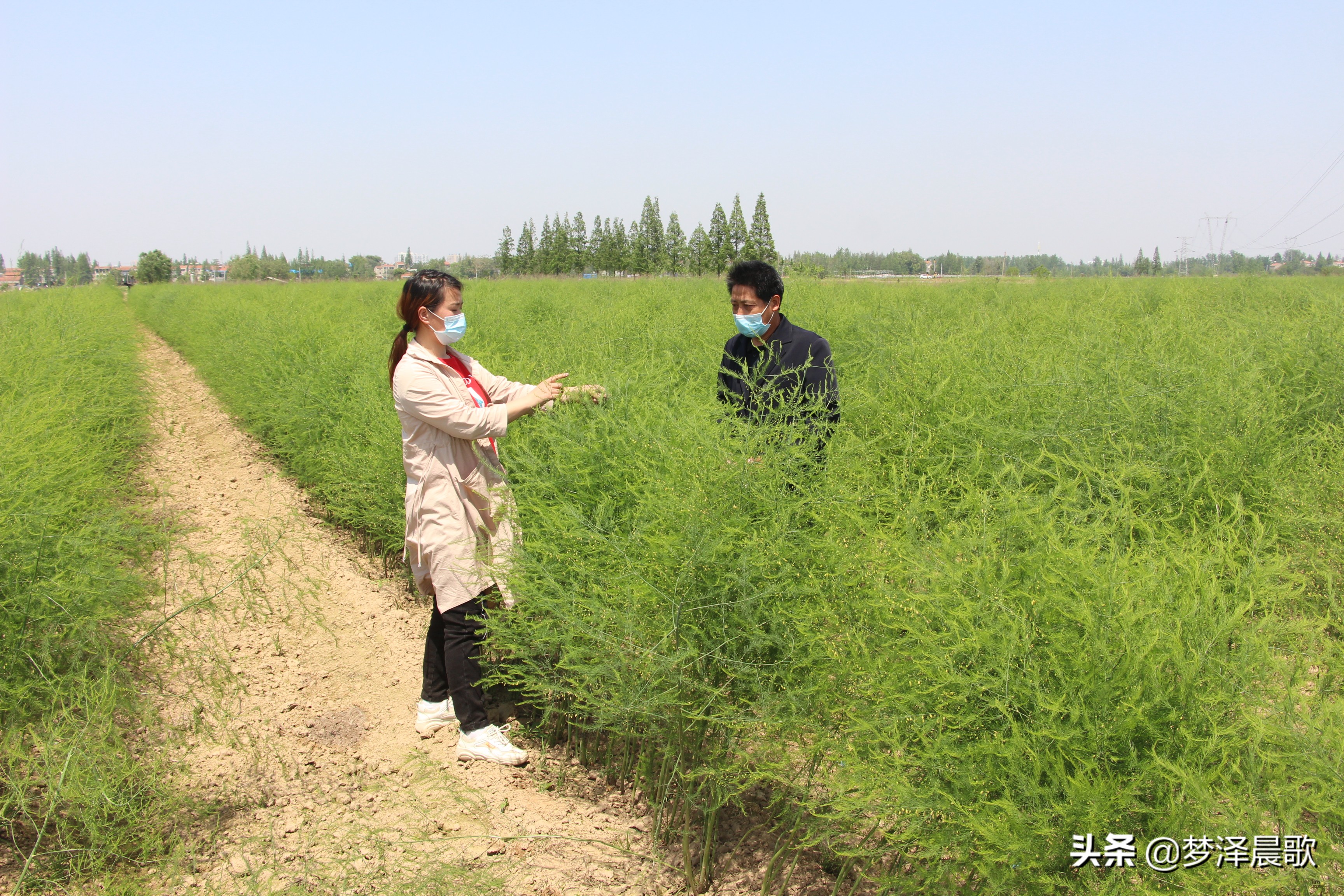 赣州芦笋基地,最新芦笋产业基地
