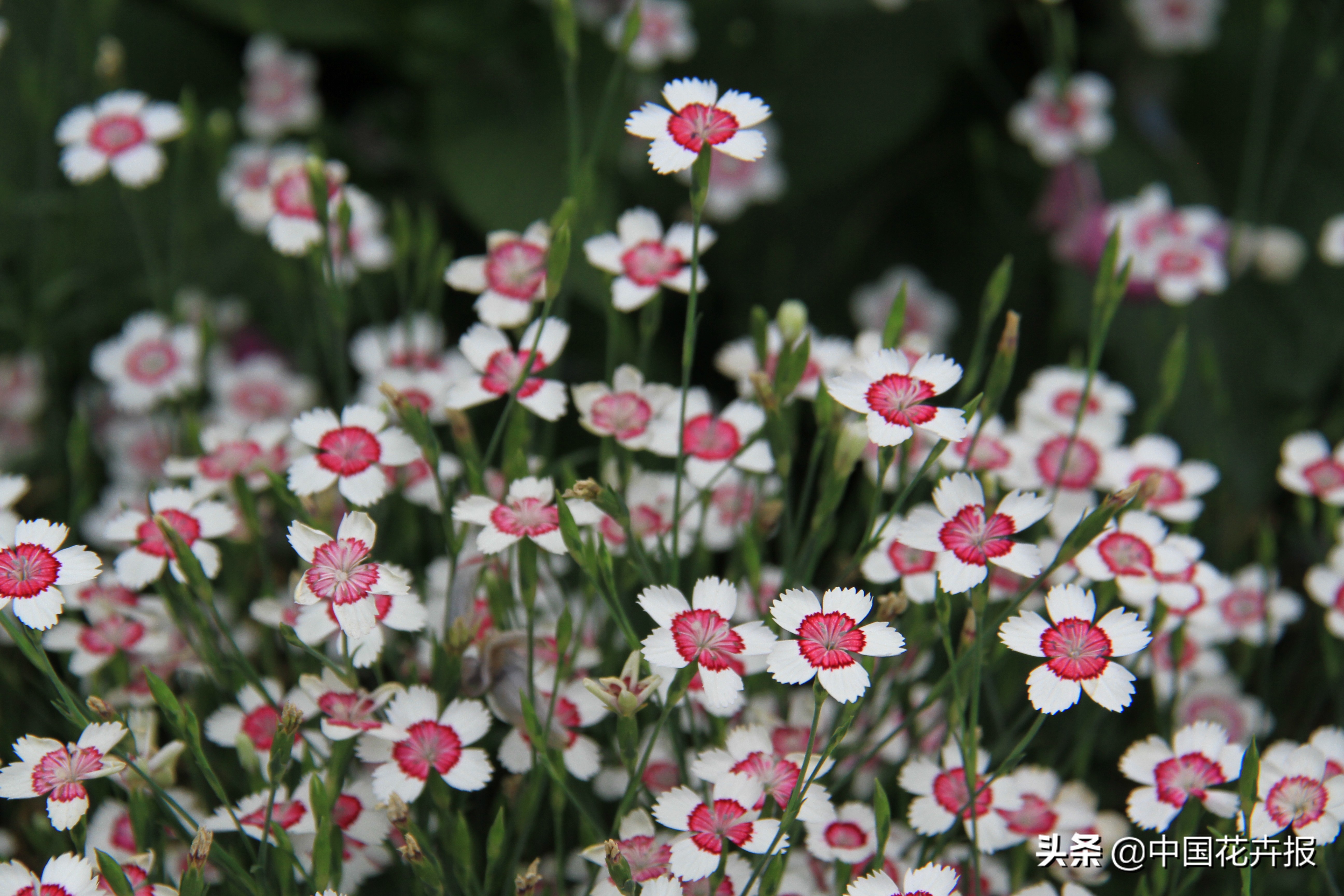 适合花园的花花草草,如何打造四季都有花的花园