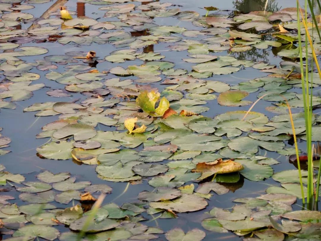 薛城未来五年发展之城南篇,薛城未来重点发展的片区