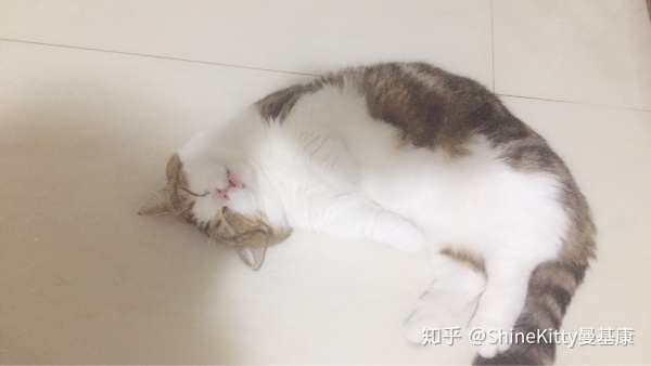 怀孕期间养猫该注意些什么,帮人养猫的话需要注意什么