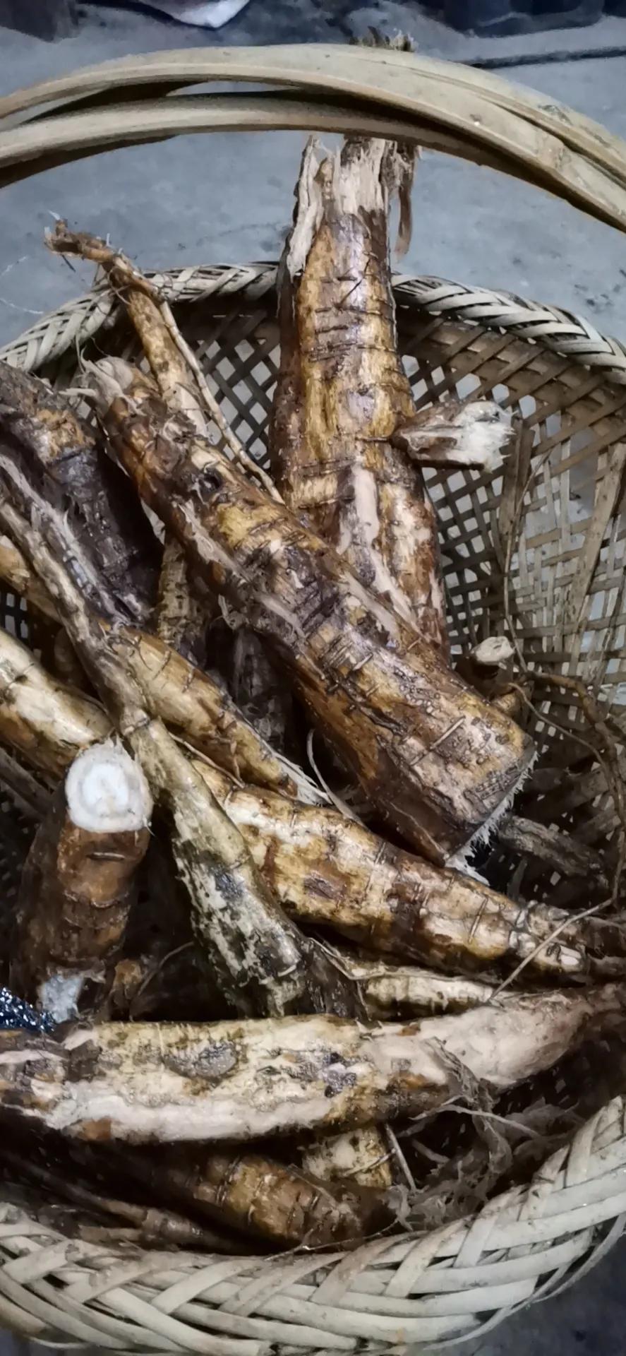 真正的野生葛根图片,纯天然野生葛根图片