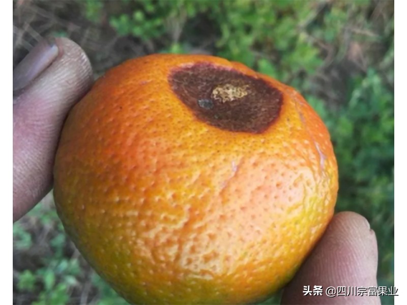 柑橘黑心病的治疗方法,柑橘有点腐烂是什么原因