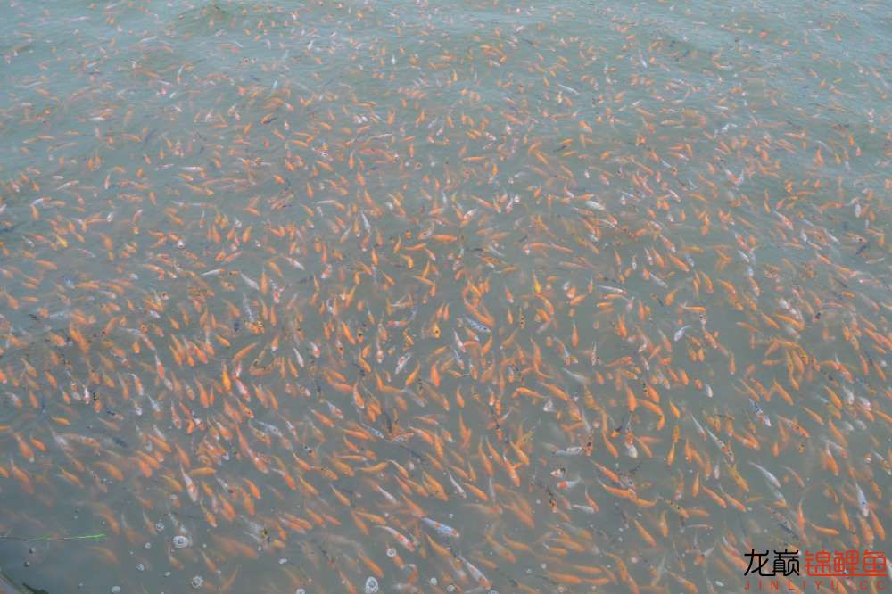 锦鲤苗成长,日本锦鲤水花苗成长