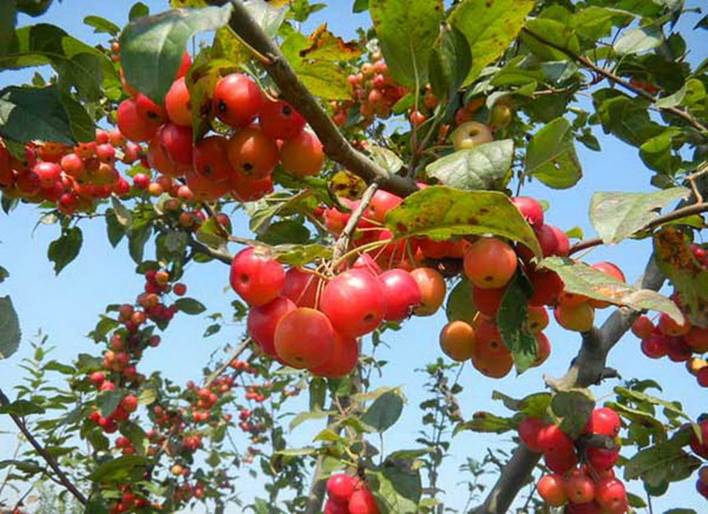 百种味道的果子,百种果实图片