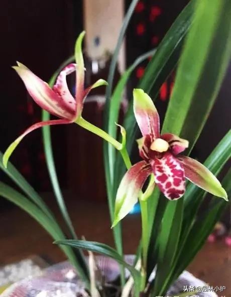 新手养兰花选择什么花,最好养的兰花四季兰品种