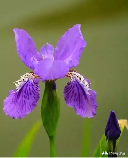 6月到了，送你6花6蝶6鸟6景6曲6诗，这月顺顺利利。