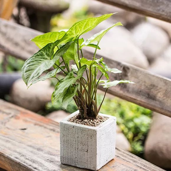 100种常见观叶植物图鉴史上最全,农村常见的100种植物