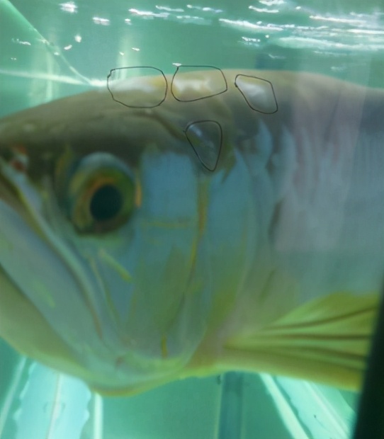 龙鱼常见疾病及治疗方法,龙鱼疾病找哪里救治