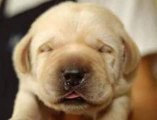 狗狗生殖系统有哪些常见疾病,预防狗狗疾病