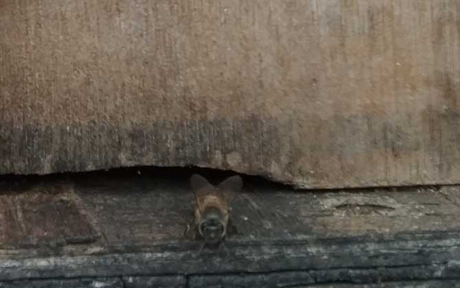 蜜蜂生棉虫了怎么办,蜂蜜桶长棉虫用什么药