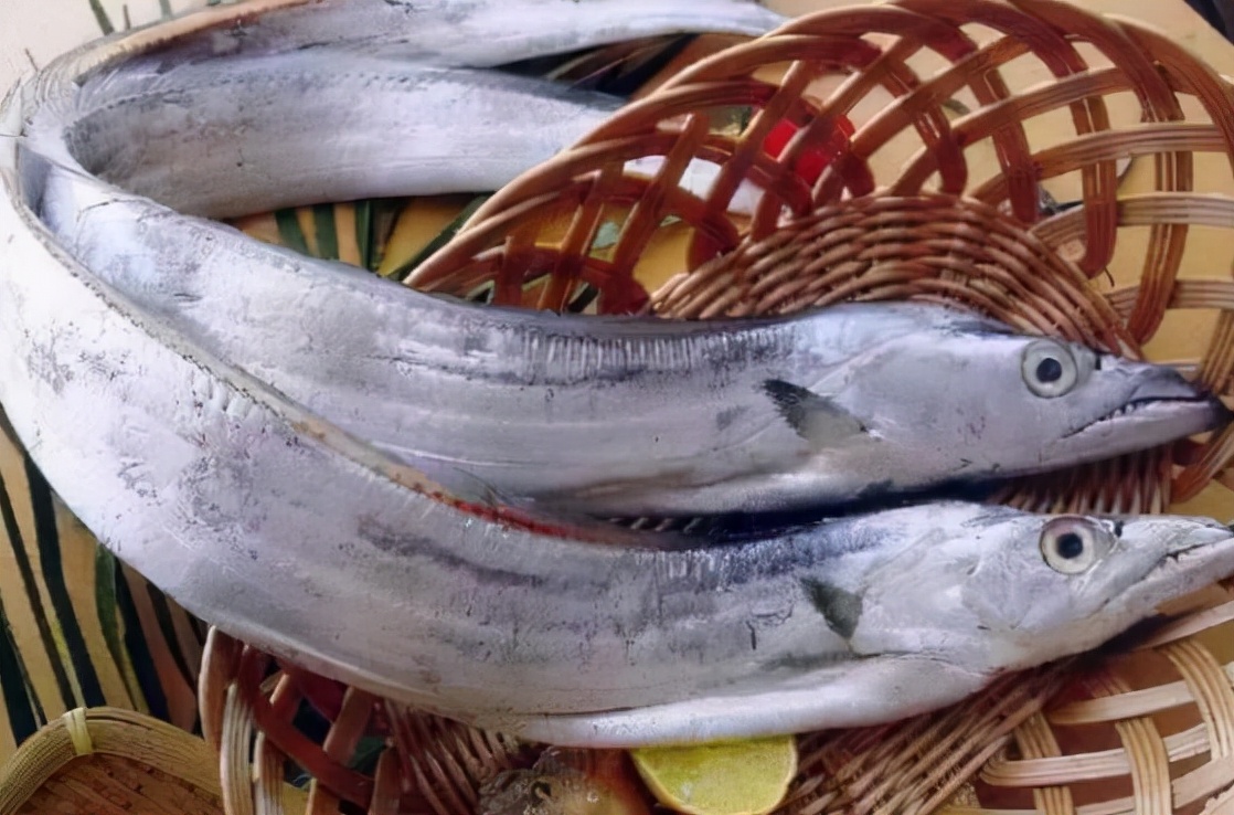 5种无法人工养殖的野生海鱼,哪些食用海鱼可以人工养殖