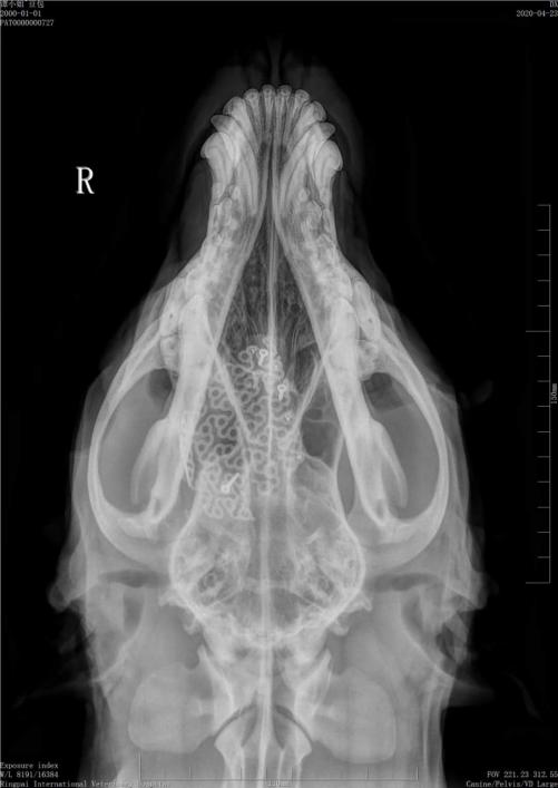 瑞派宠物医院治疗事故怎么处理,瑞派宠物医院病历记录