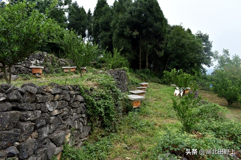 推荐的民宿采摘,浙江隐匿山野的民宿桃源仙境