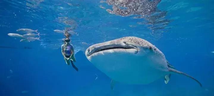 有个岛国,比美马代,比海南便宜,机票500起!