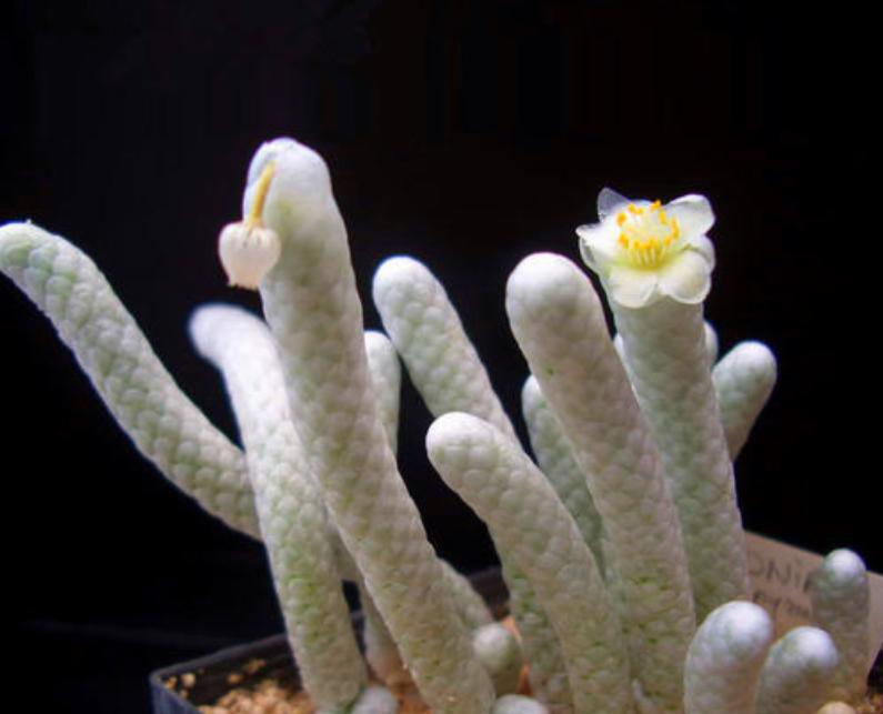 多肉银蚕值钱吗,多肉植物银蚕类品种介绍