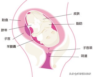 孕期注意事项及养胎方法40周,怀孕前三个月注意事项12周