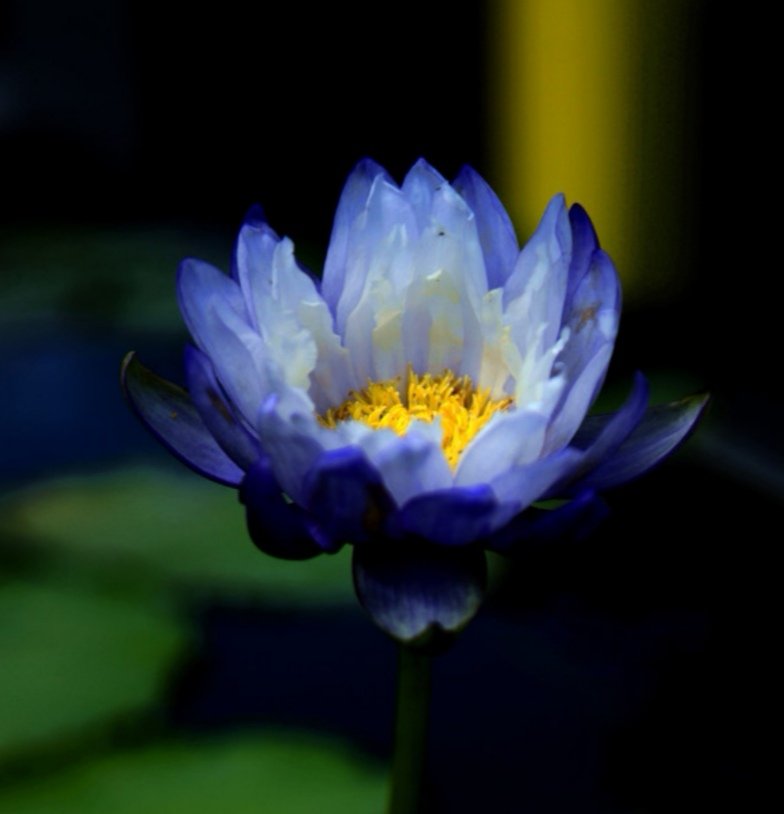 睡莲花开不染纤尘,睡莲纤尘不染给人一种清雅的感觉