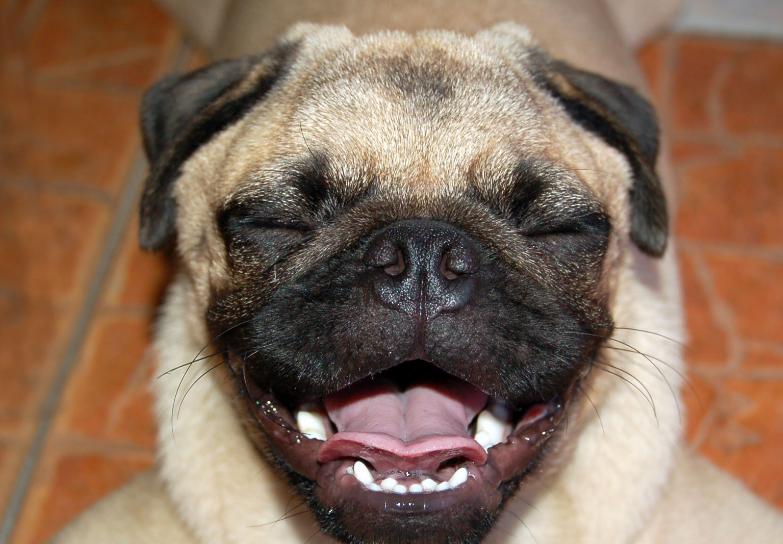 养巴哥犬的技术和喂养方法,怎么养巴哥没有体味