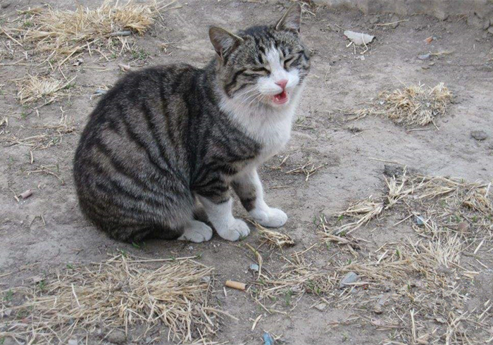 田园猫还有纯血统吗,田园猫真的很高冷吗