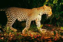 信阳保护动物有哪些,信阳有什么特有动物