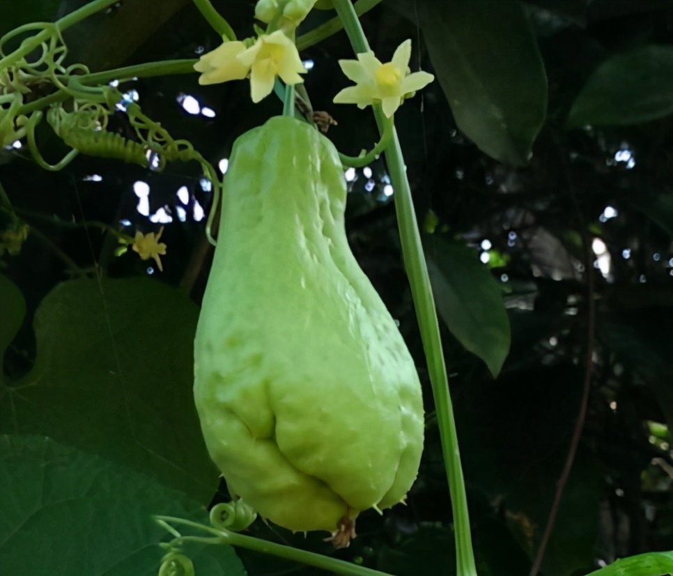 俗称“寿瓜”，有佛教祝福之意，能当水果也能做菜，如今市场少见