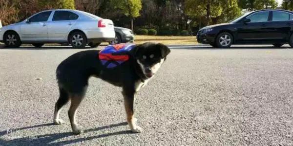 交大保卫处硕士学位,上海交通大学保卫处要求硕士