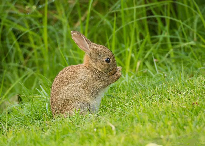 养兔养法,养兔的技术和方法