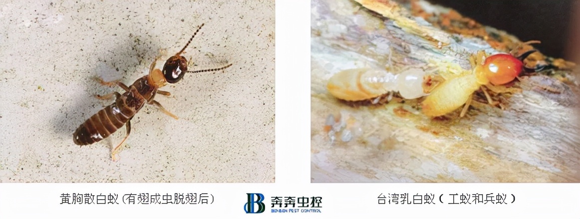 上海消灭白蚁收费标准是多少,上海专业灭蟑螂公司价格一般多少