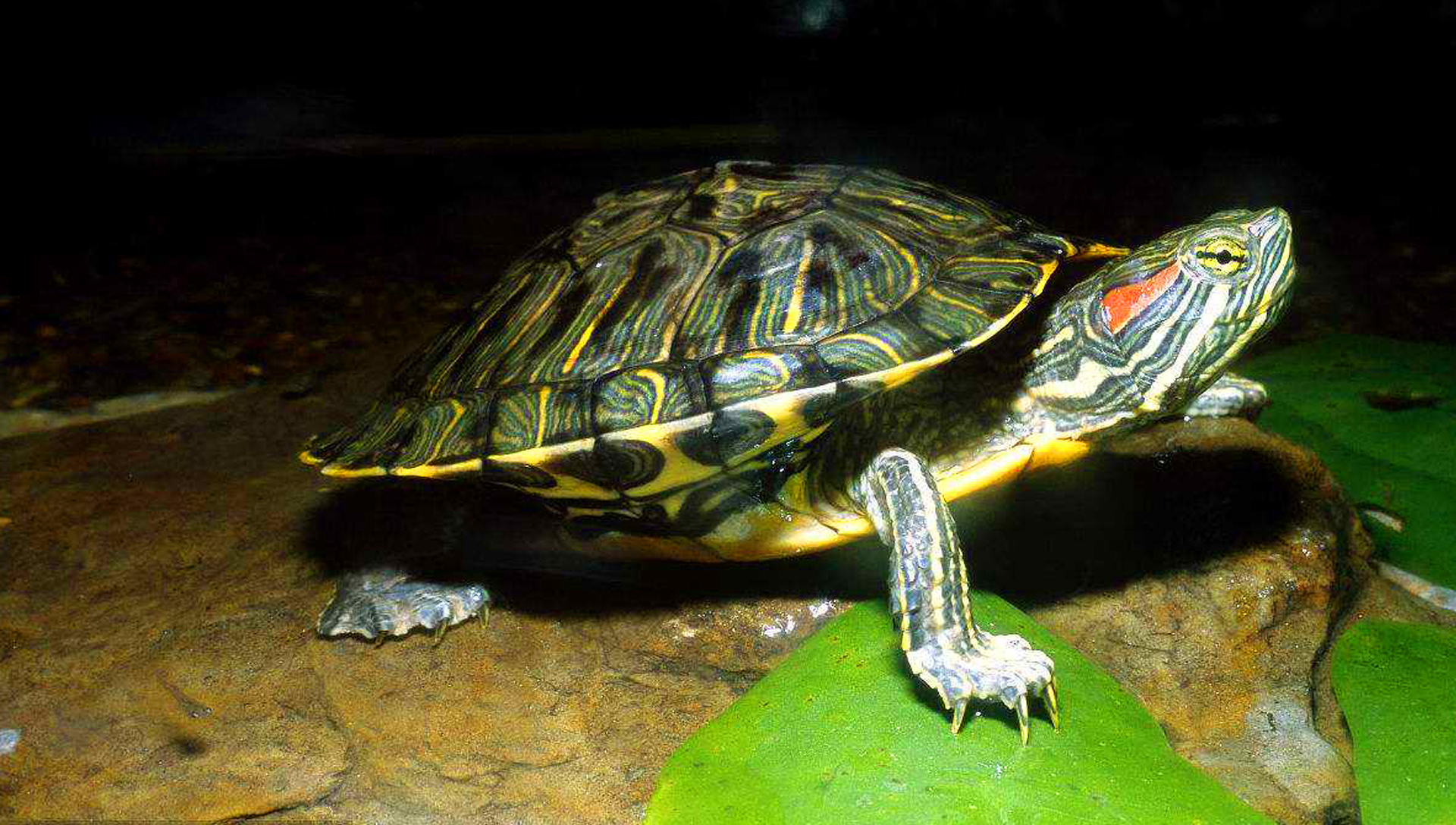 幼年巴西龟图片大全可爱版,巴西龟小时候最可爱的模样