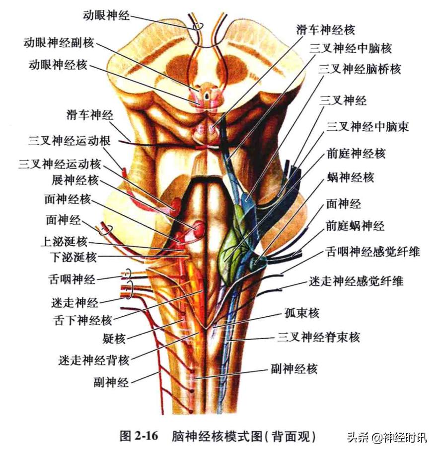 脑干解剖,脑干神经解剖