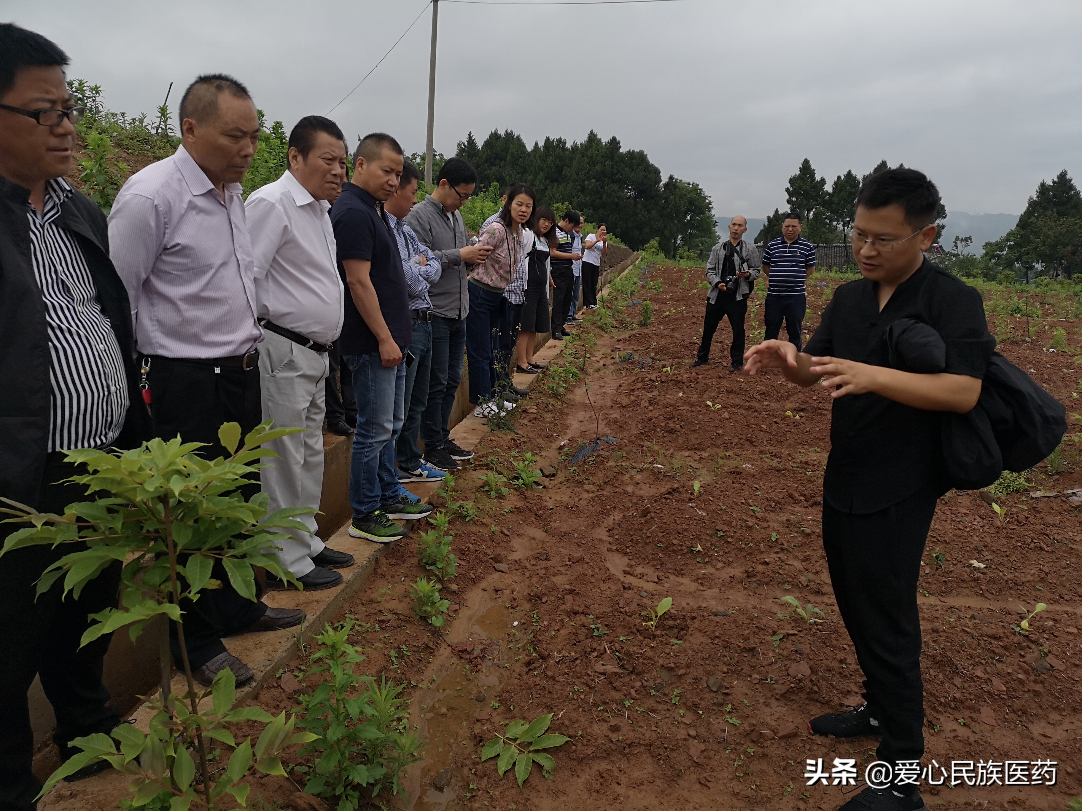 适合白芍套种的中药材,白芍套种什么药材合适