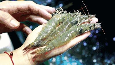 虾：湛江人的认亲标志