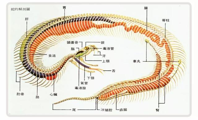 为什么毒蛇毒不死猫,哪种猫是毒蛇的克星