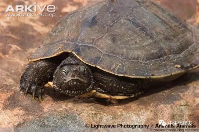 正宗的地图龟,史上最差的地图龟