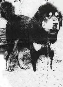 那些年我们养过的狗子,记者揭露藏獒黑幕