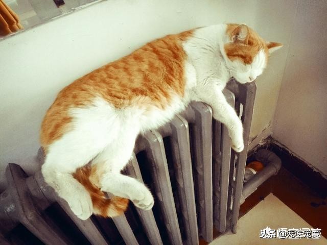 猫老是在被子上踩来踩去,怎么防止猫在被子上尿尿