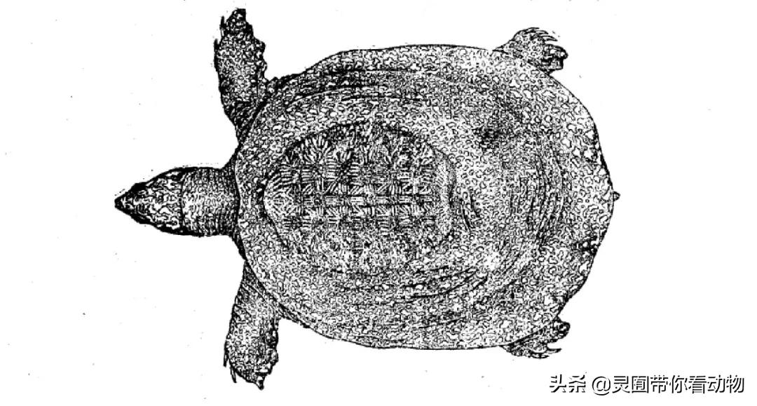 斑鳖即将灭绝人工克隆,全球仅剩3只斑鳖