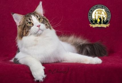 温柔的巨人猫视频,温柔的巨人布偶猫