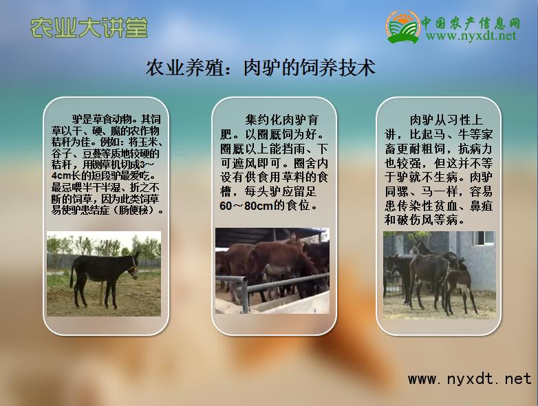 养殖肉驴饲料配方,肉驴饲养技术视频教程