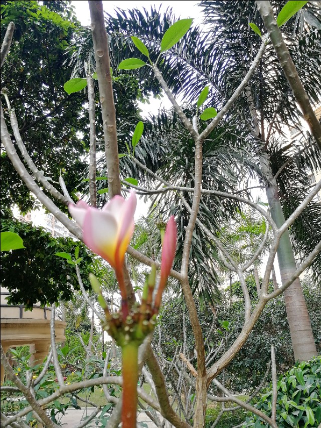 小区的广玉兰花开了,鸡蛋花树开花图片