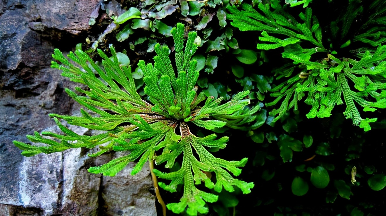 blingbling花蜜神仙精华水,助你度过逆水期