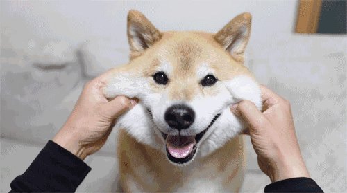 狗狗也有忧郁症,狗狗是否也会患上忧郁症