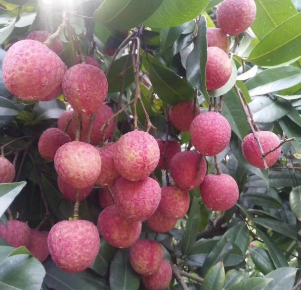 “糯米糍”是荔枝中的一个优良品种，果大肉厚，你吃过吗？