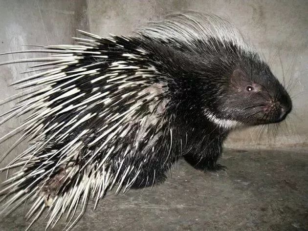 2019十大养殖品种图片,这两年最火的养殖品种