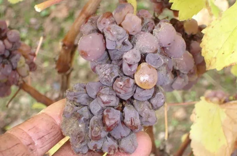 自酿葡萄酒表面有白色霉菌是什么,葡萄发霉可以酿酒