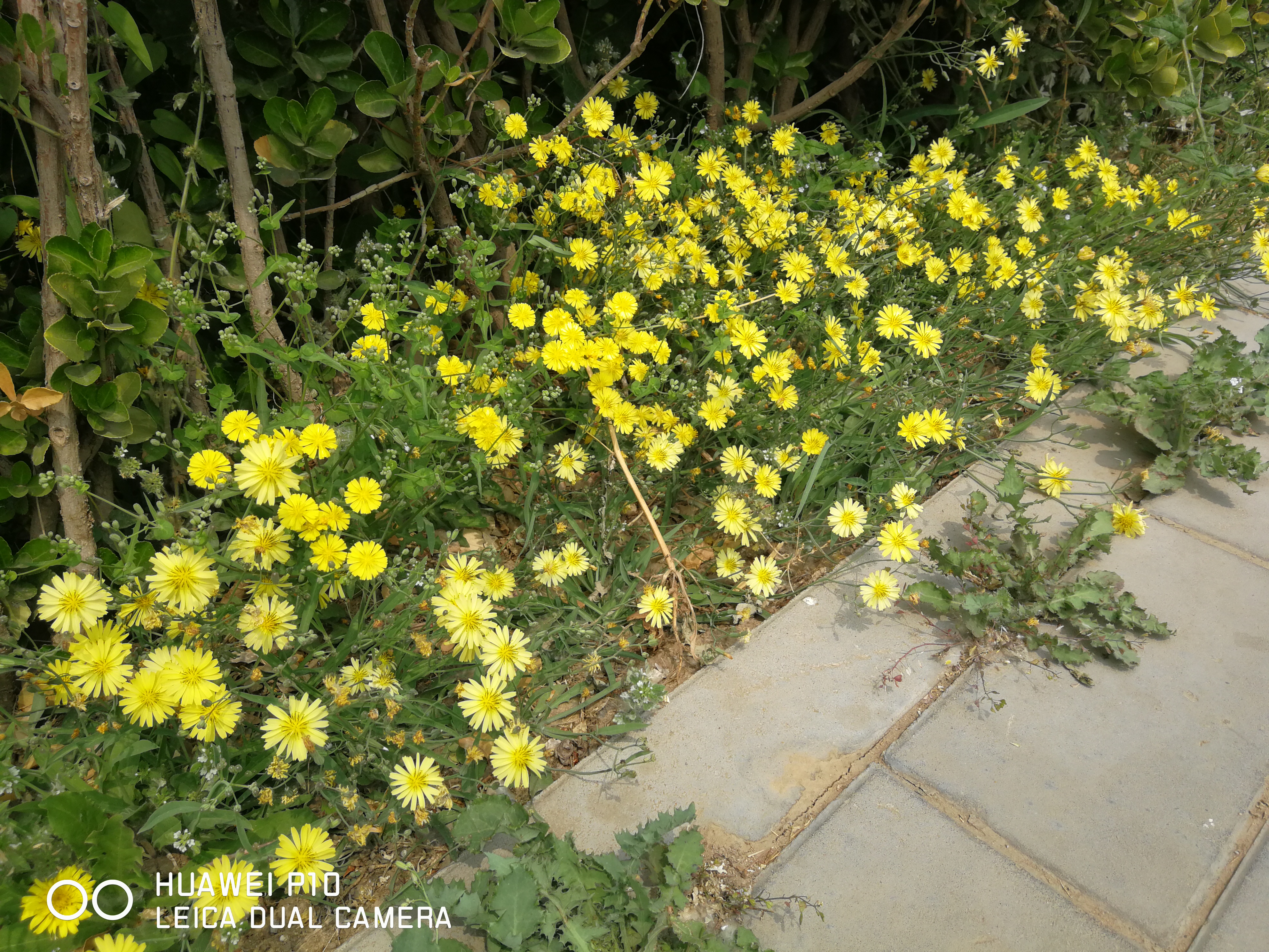 北京油菜花田风景,北京田村油菜花海全攻略