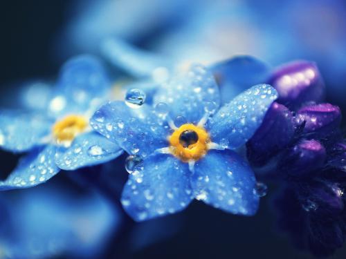 随处可见的小花，却代表着最真挚的爱