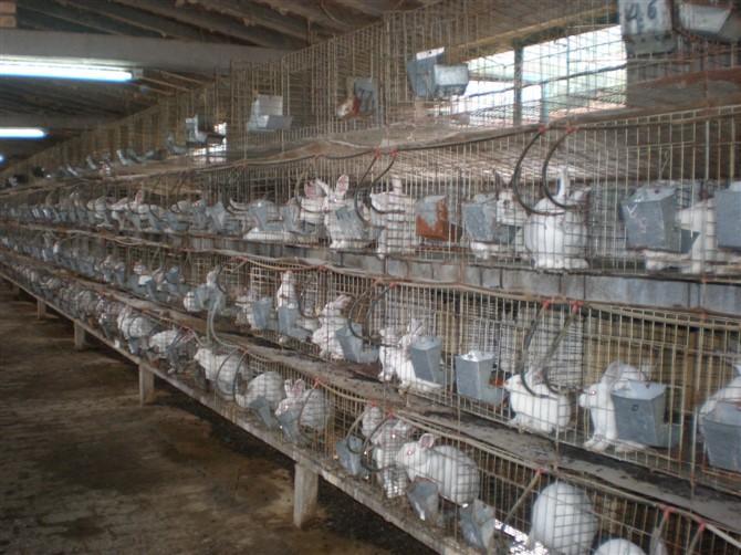 是你听神说的吗，养兔是一个利润极高的创业项目，我是不相信的