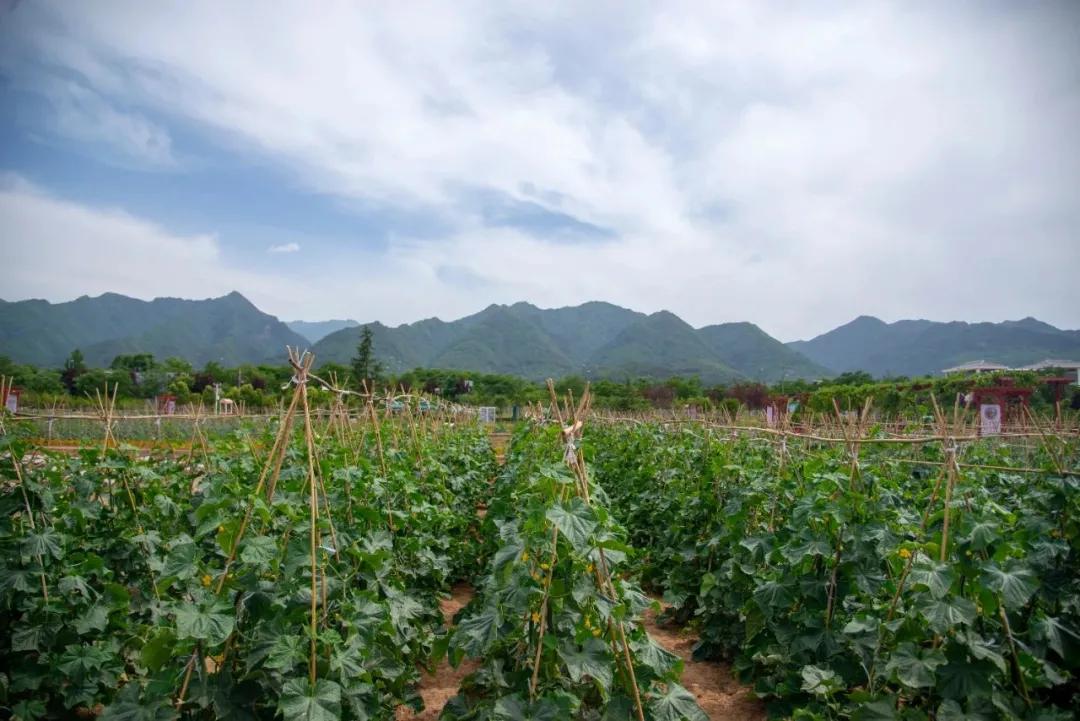 西安周边亲子农场,西安周边适合带孩子去农场的地方
